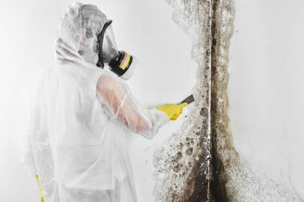 Best Fast Mold Removal  in Newton, MS