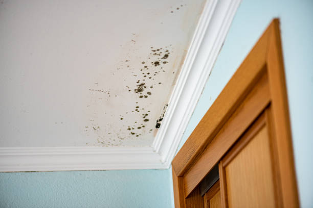 Best Mold Inspection  in Newton, MS
