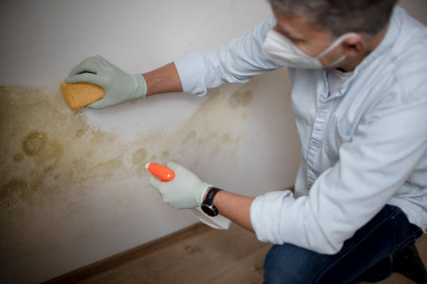 Best Crawl Space Mold Removal  in Newton, MS