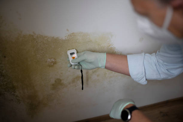 Best Professional Mold Removal  in Newton, MS