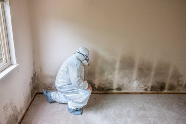 Mold Removal Process in Newton, MS