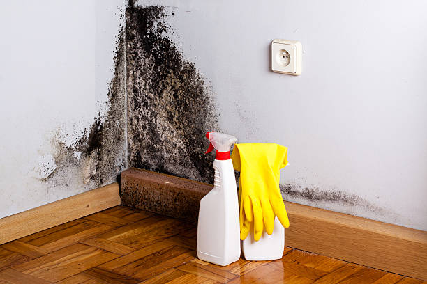 Best Mold Removal Company Near Me  in Newton, MS