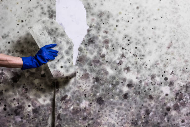 Water Damage Restoration in Newton, MS