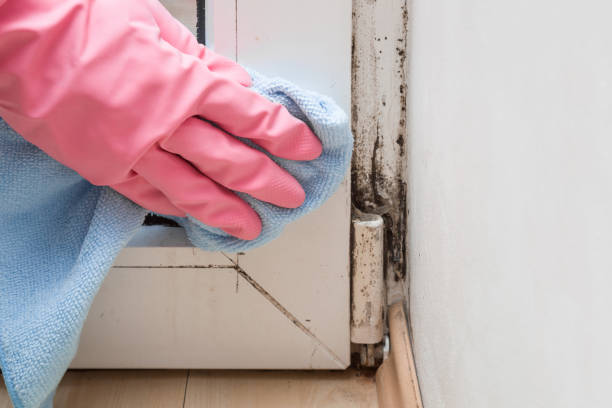 Best Residential Mold Removal  in Newton, MS